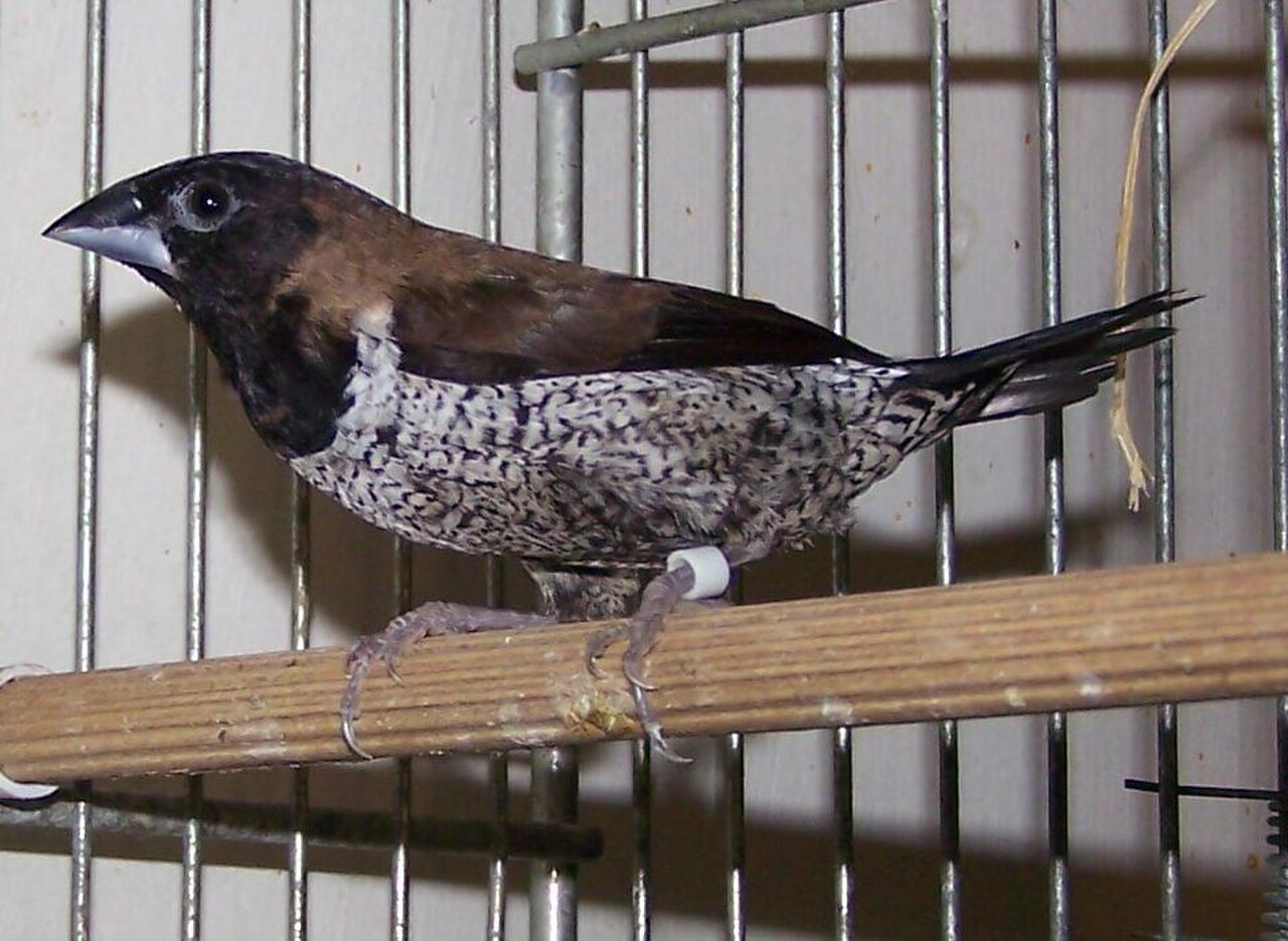 Black-faced Munia reference