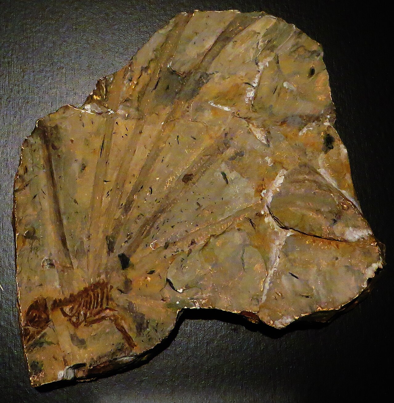 Longisquama insignis reference