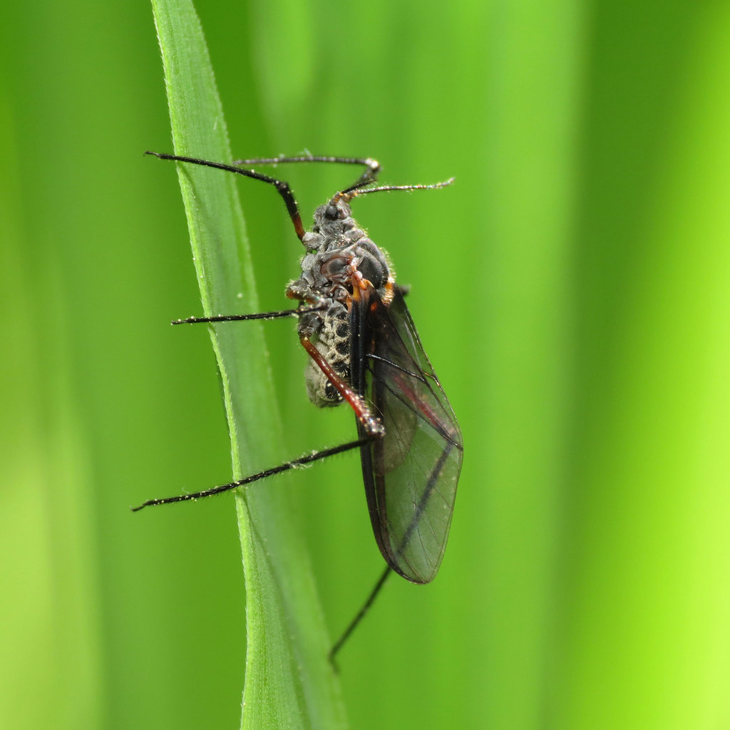Giant Bark Aphid reference