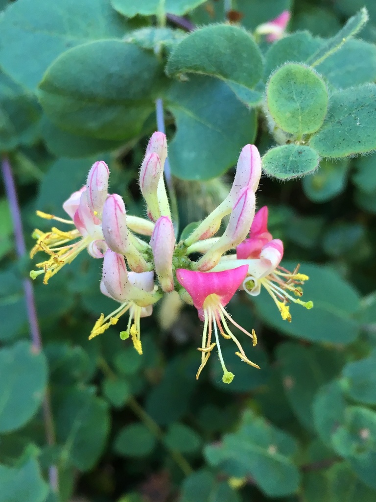 Pink Honeysuckle reference