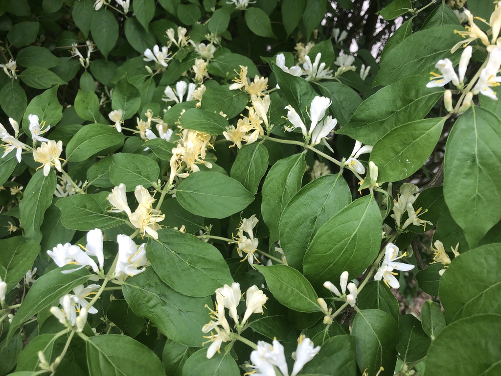 Amur honeysuckle reference