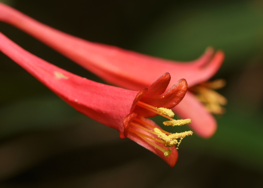 coral honeysuckle reference
