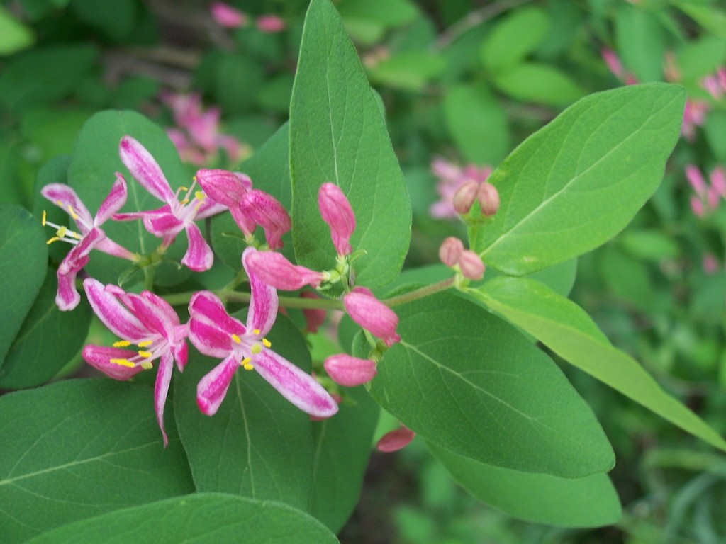 Tatarian honeysuckle reference