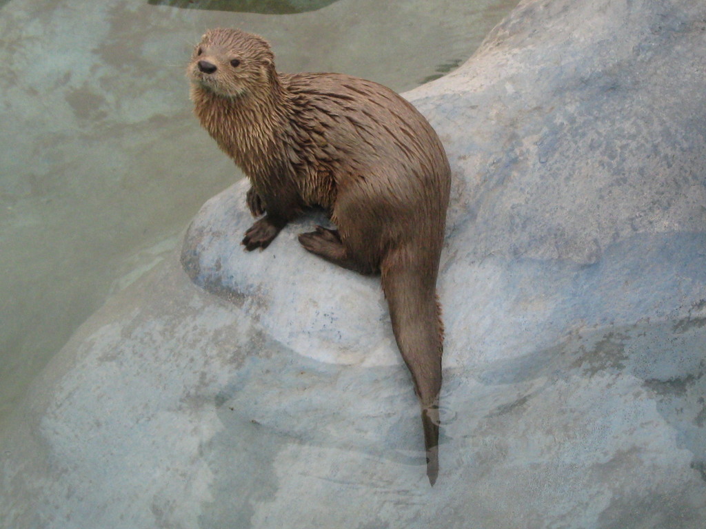 Marine Otter reference