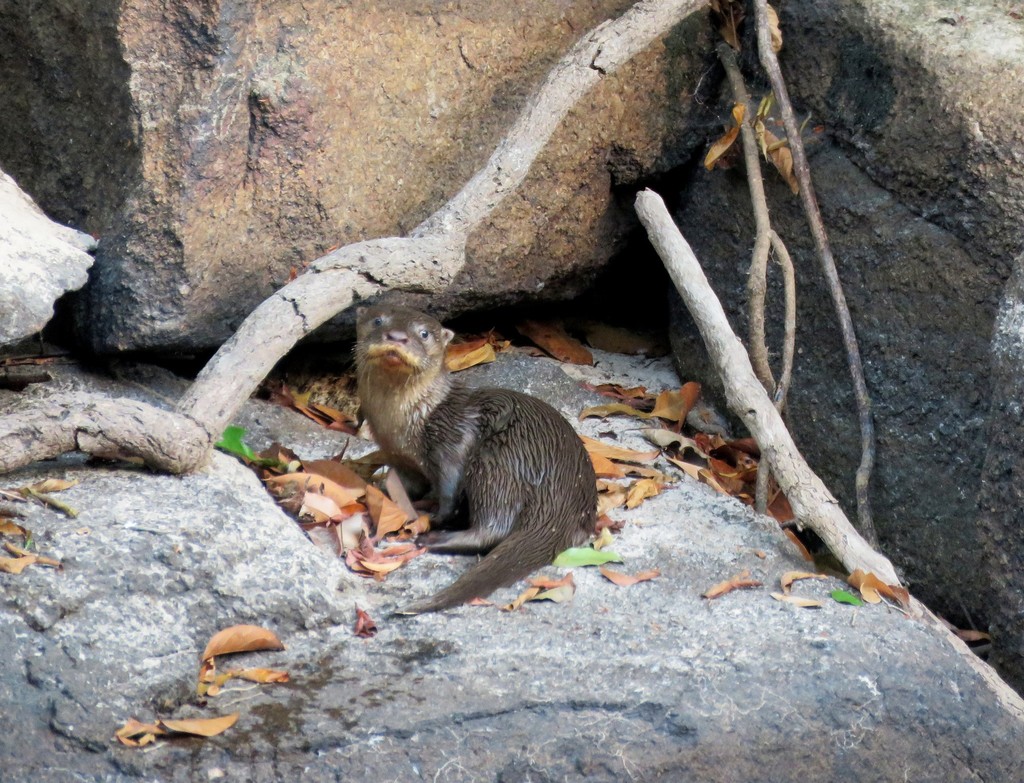 Neotropical Otter reference