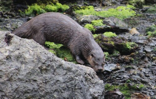 Southern River Otter reference