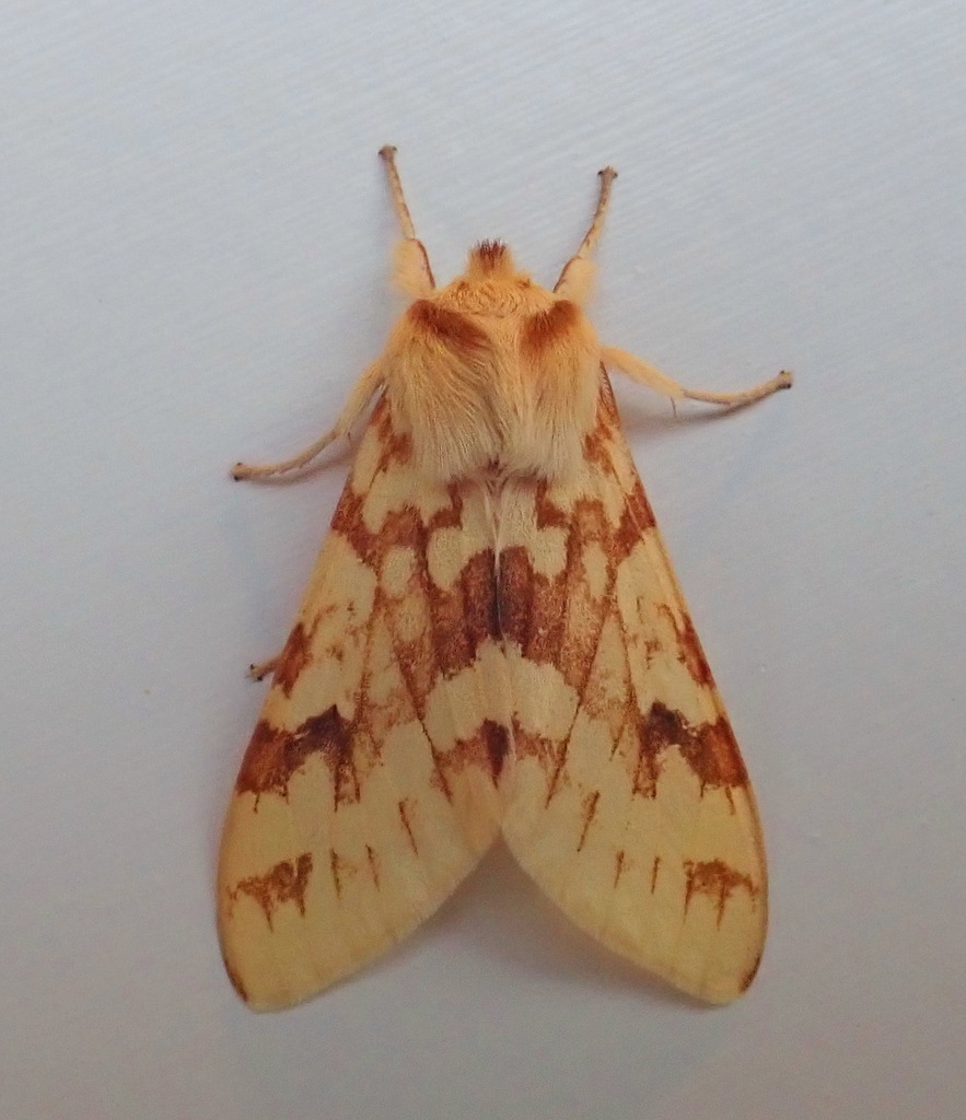 Spotted Tussock Moth reference