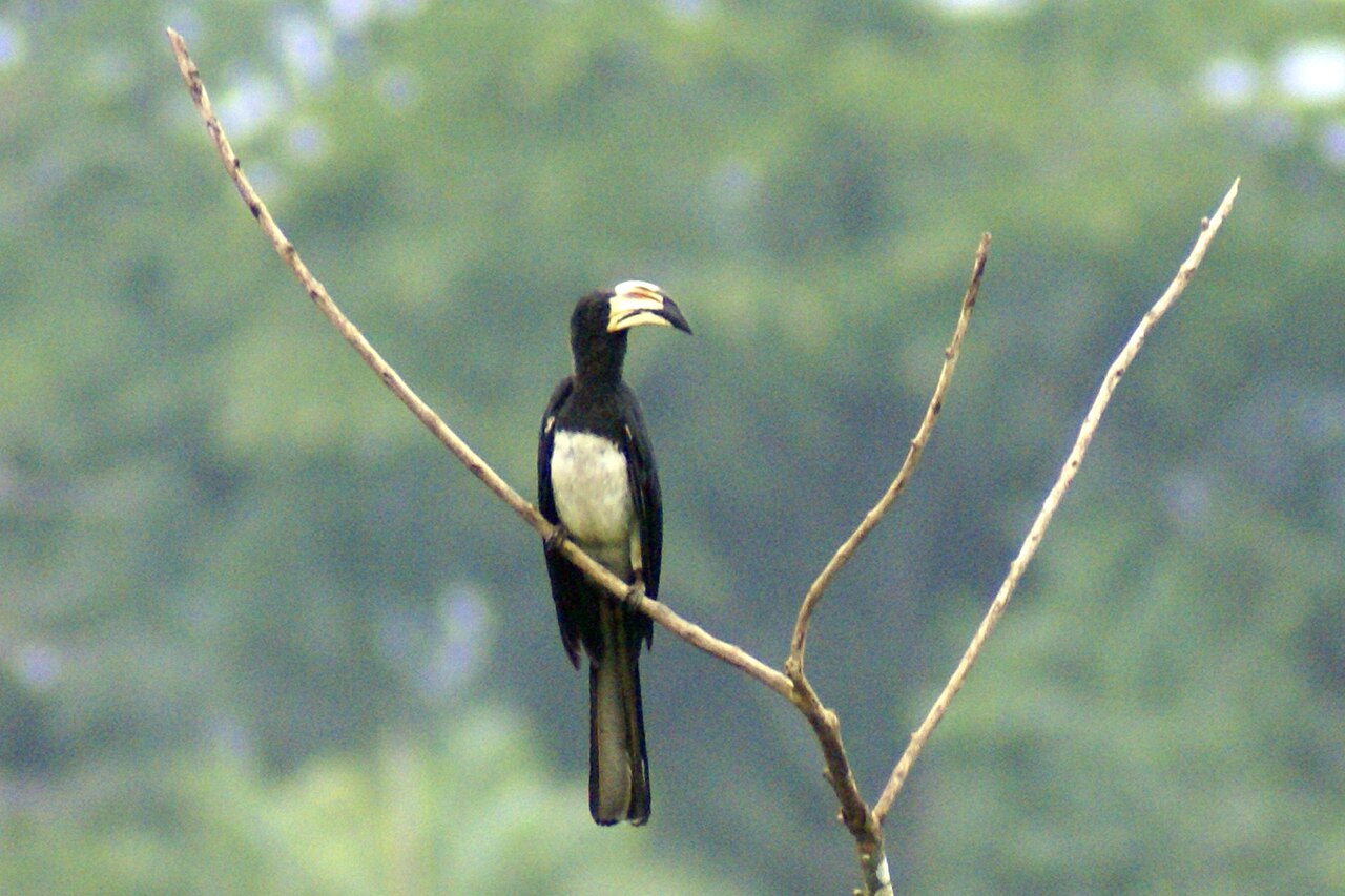 Lophoceros fasciatus reference