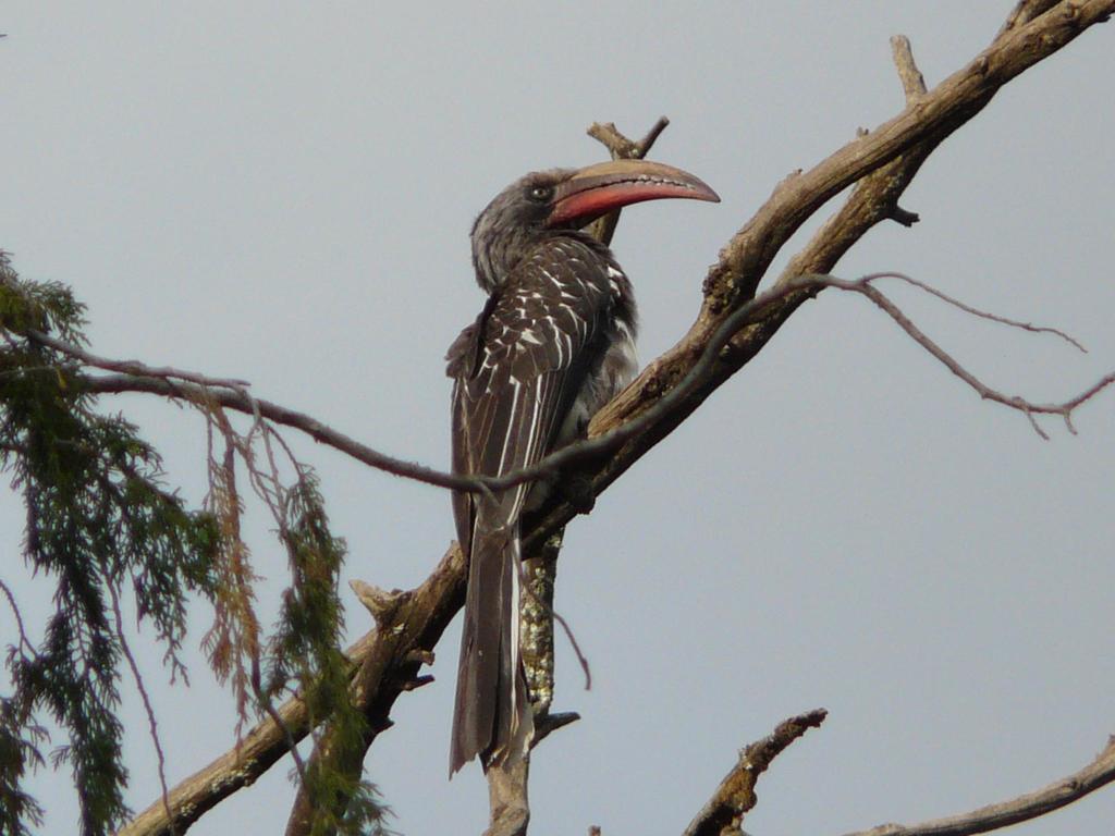Hemprich's Hornbill reference