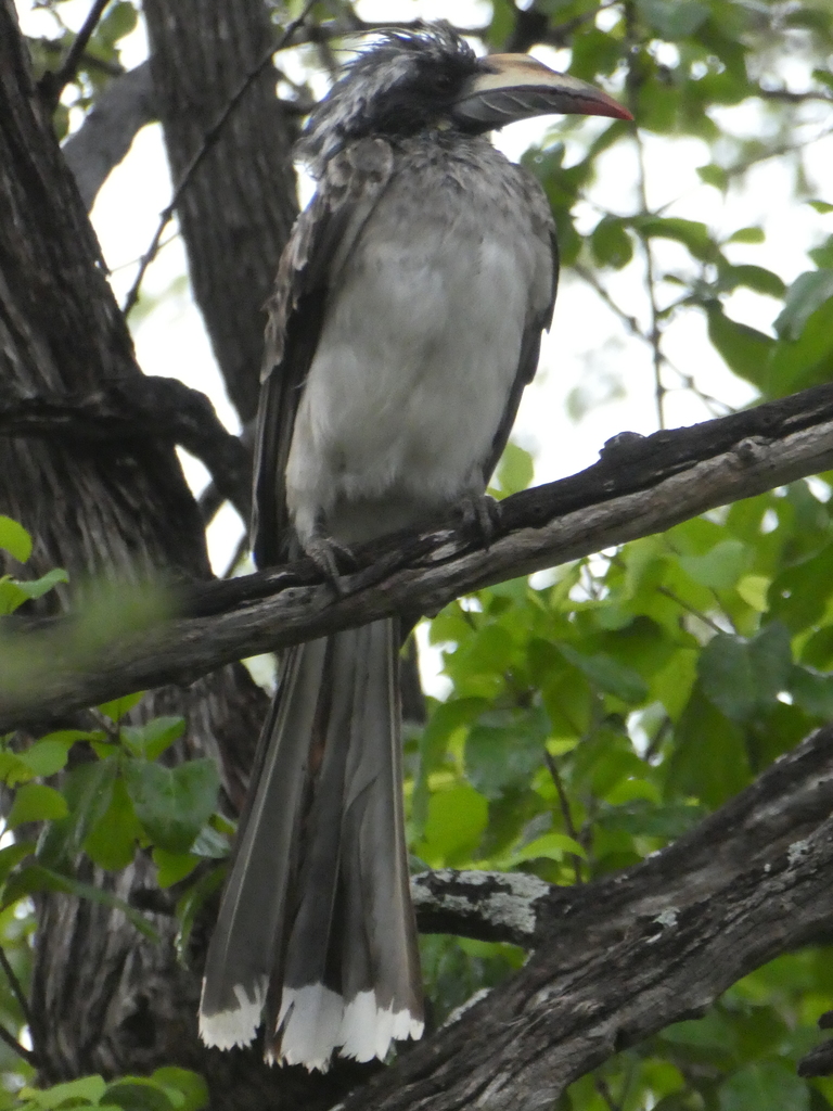 African Gray Hornbill reference