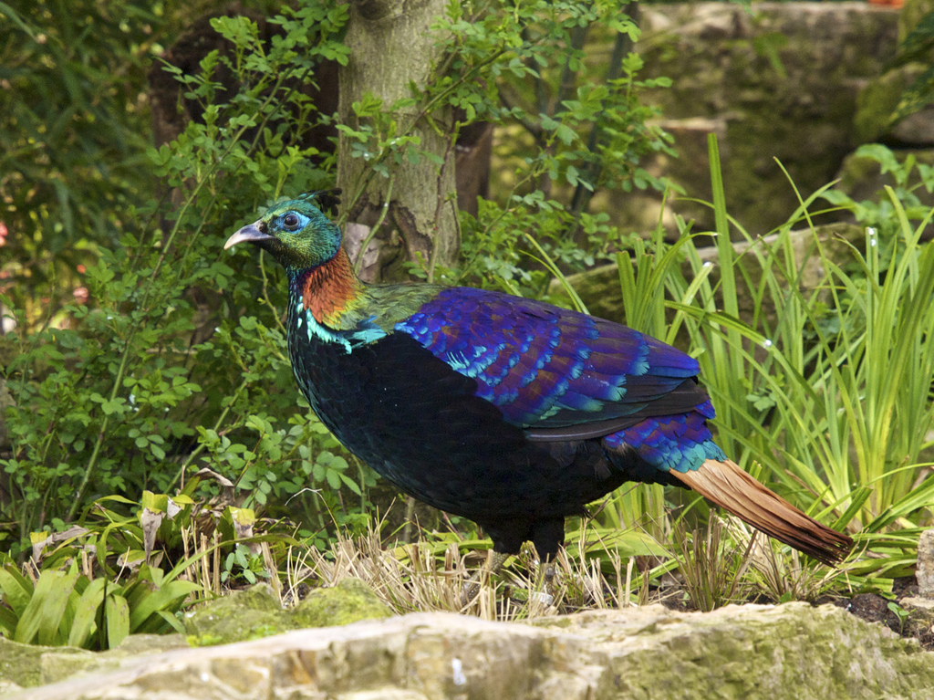 Himalayan Monal reference