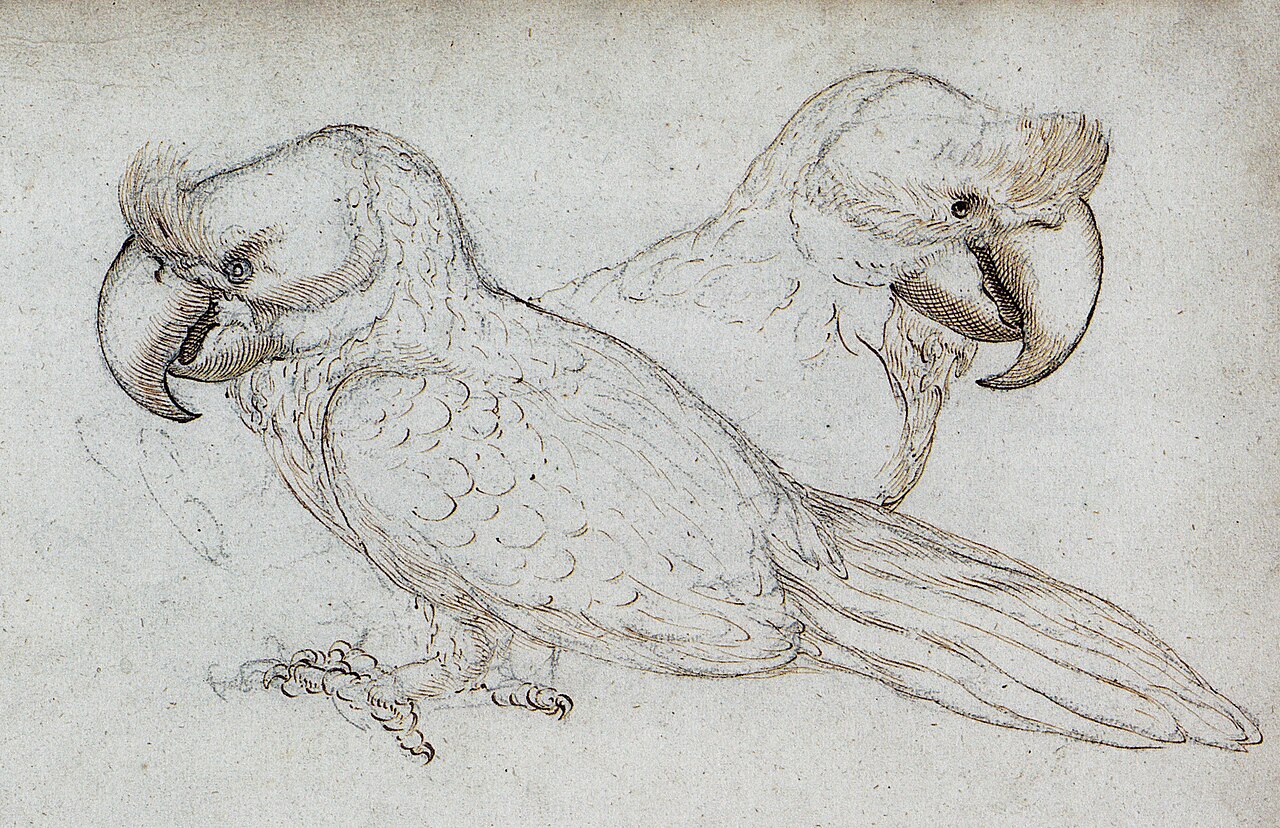 Broad-billed Parrot reference