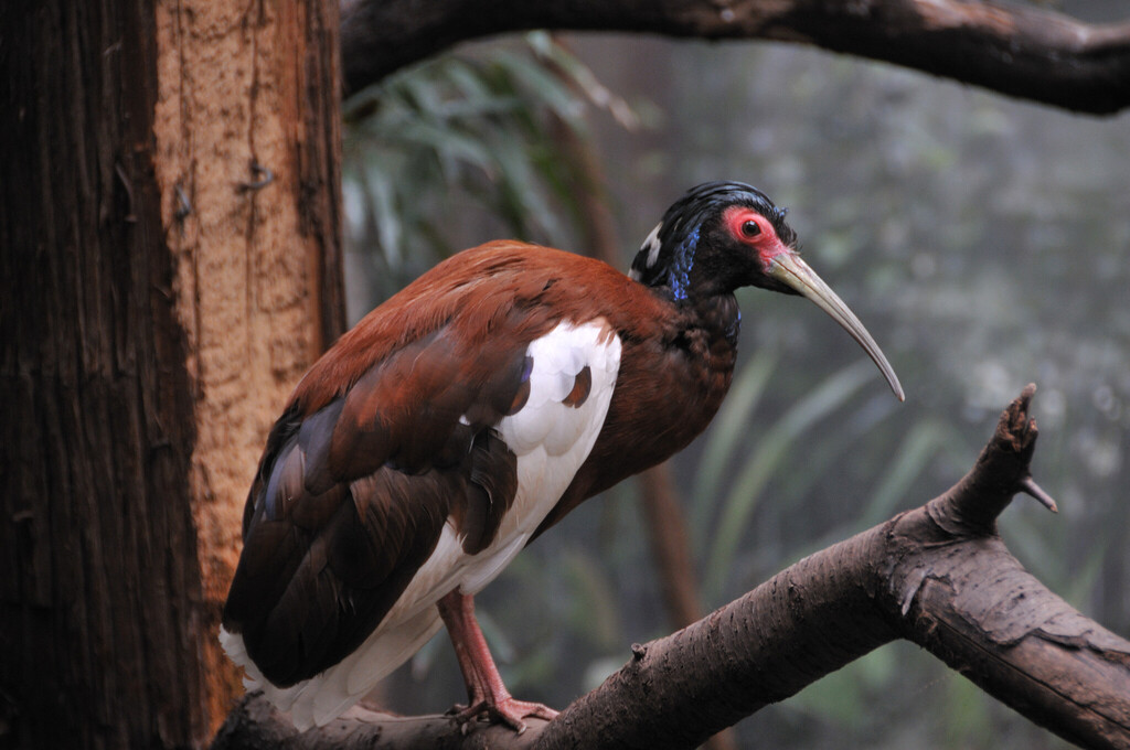 Madagascar Crested Ibis reference