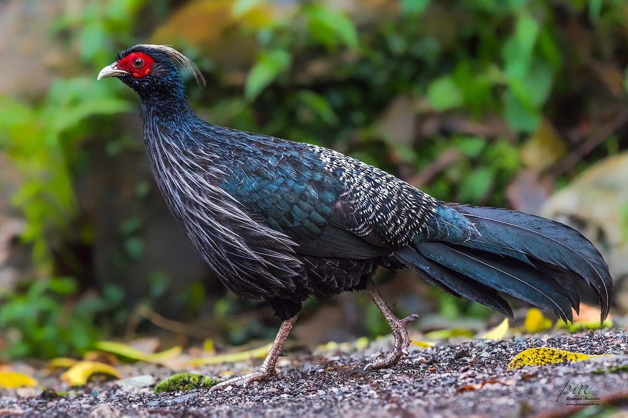 Kalij Pheasant reference