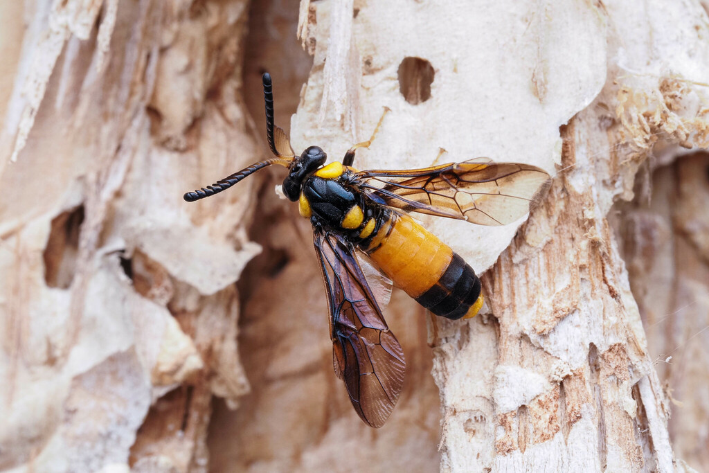 Melaleuca Sawfly reference