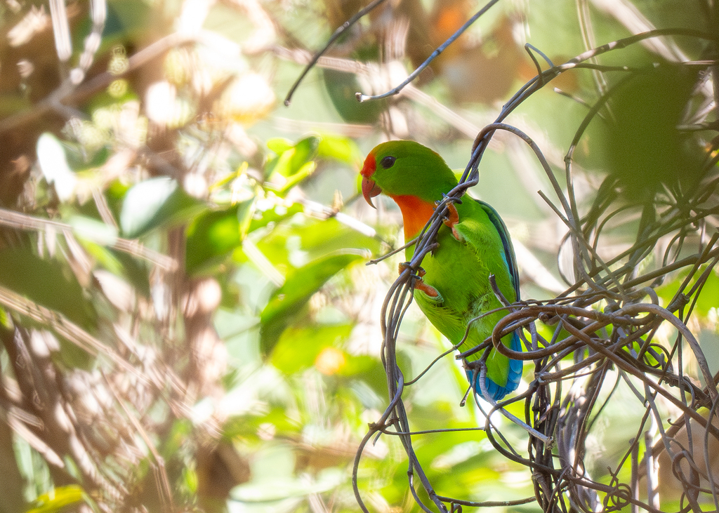 Philippine Hanging-Parrot reference