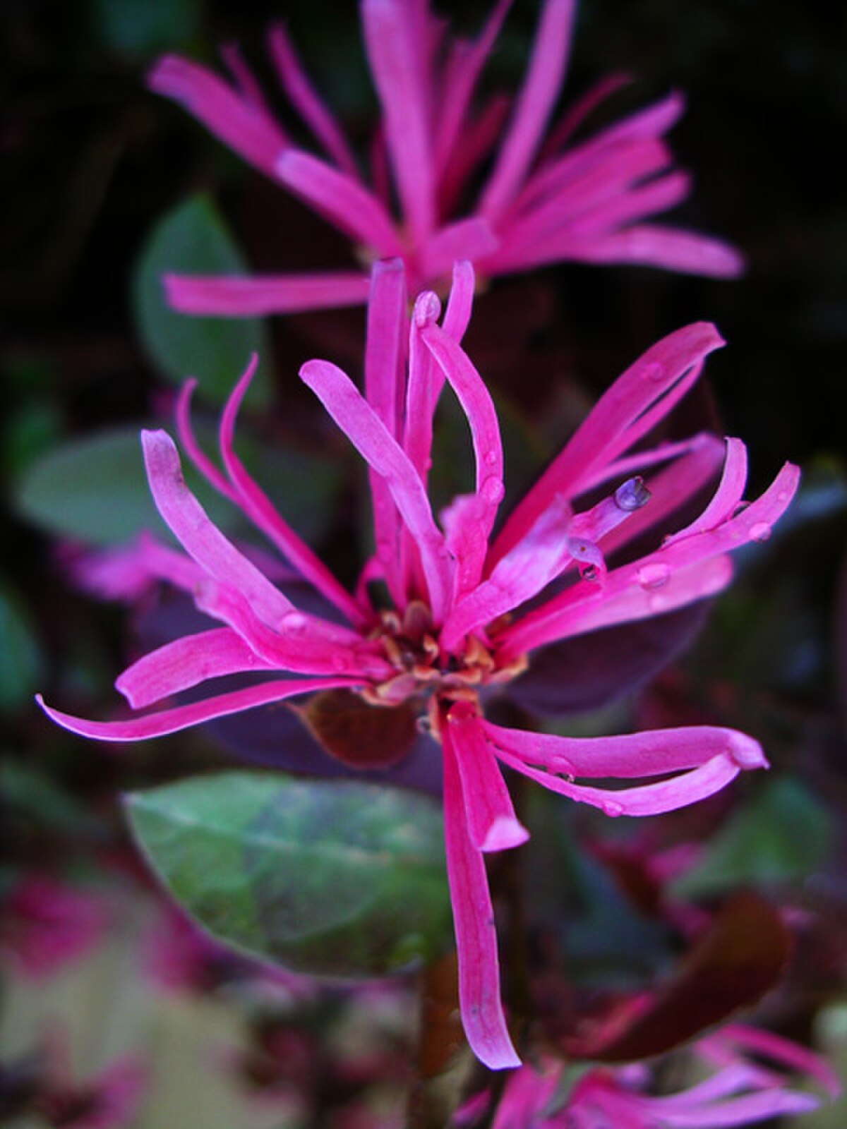 Chinese fringe flower reference