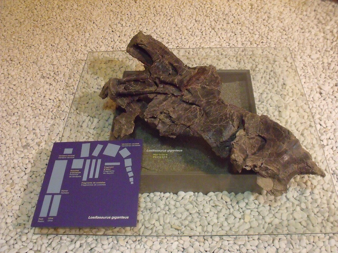 Losillasaurus giganteus reference