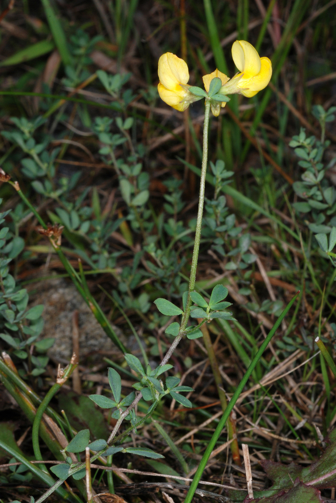bird's-foot trefoil reference