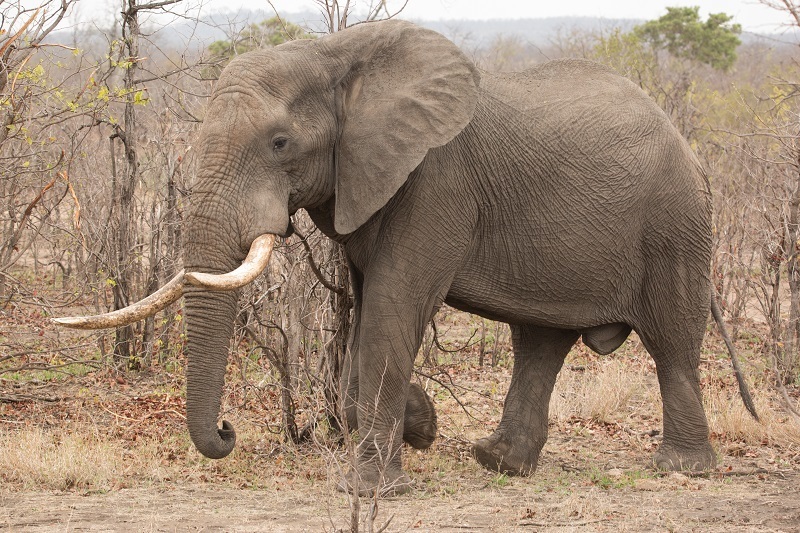 African Savanna Elephant reference