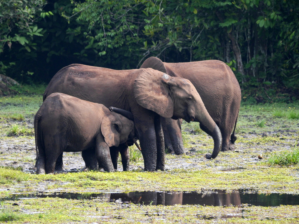 Forest Elephant reference