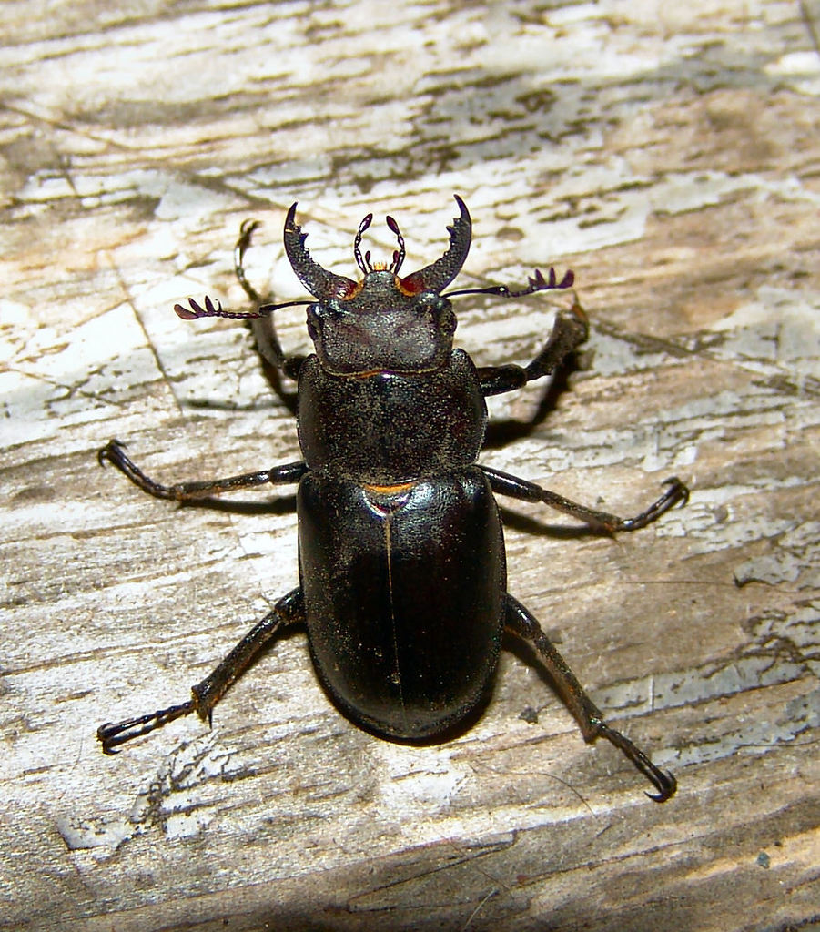 Smooth Stag Beetle reference