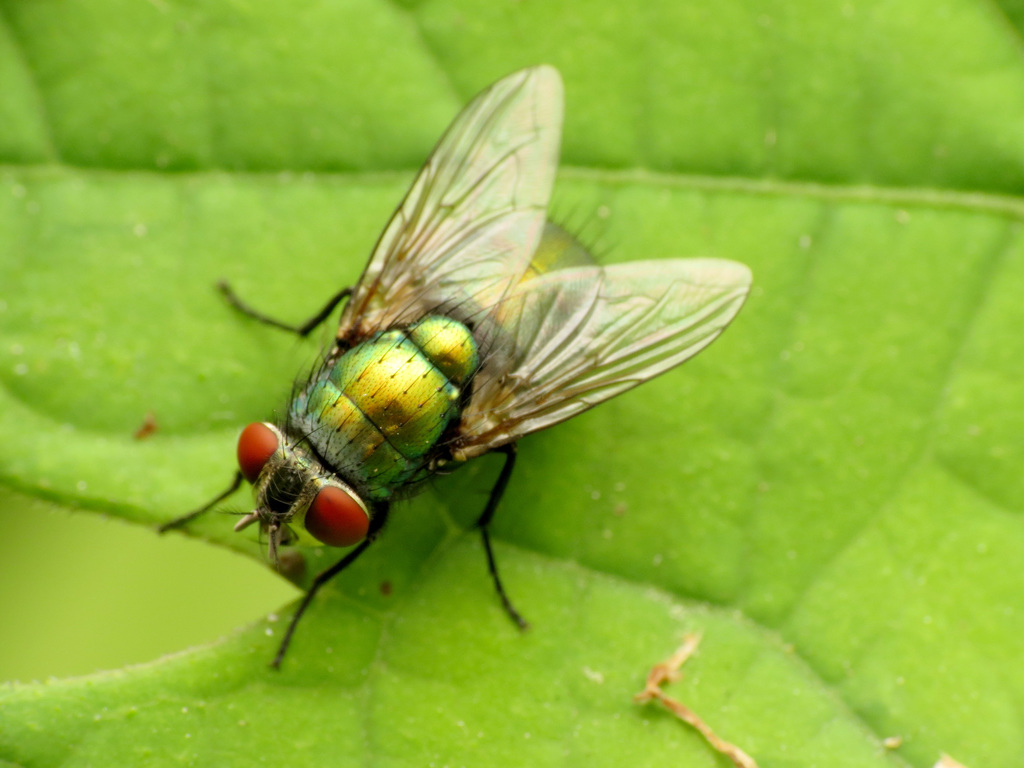 Common European Greenbottle Fly reference