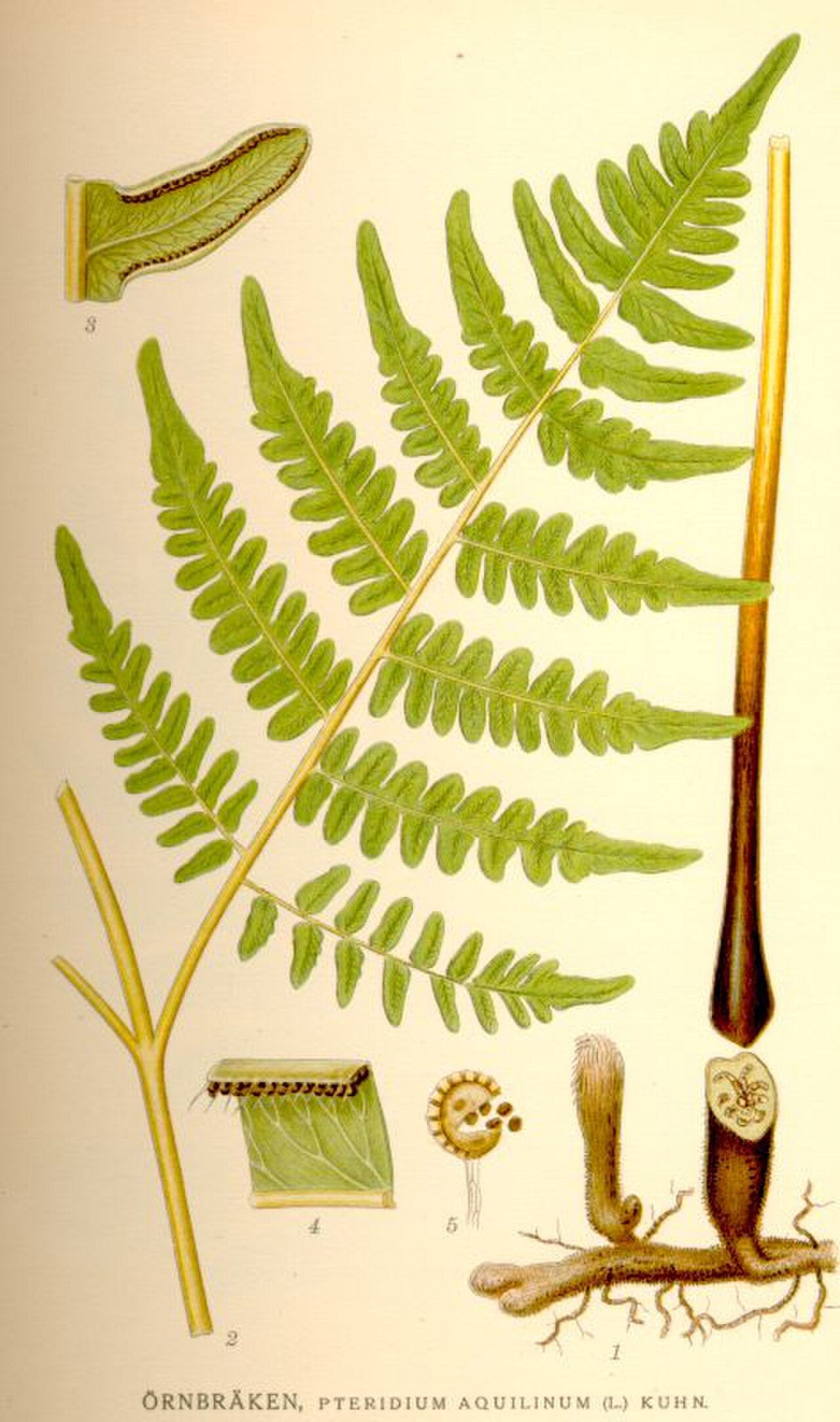Maghreb Barbel reference