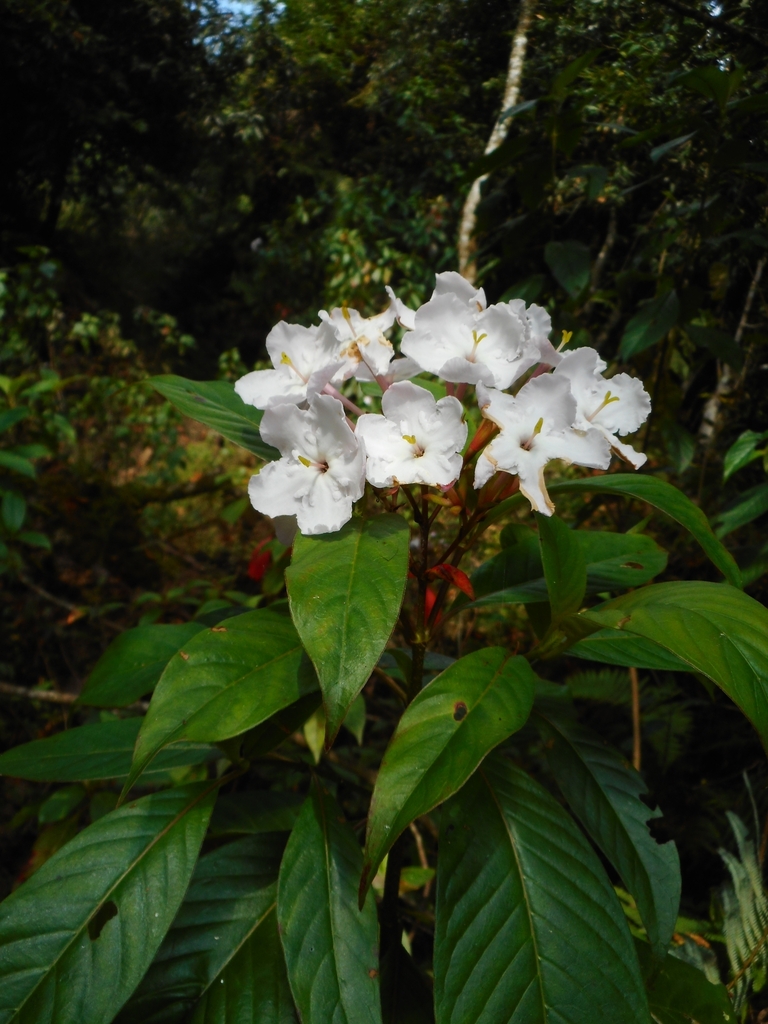 Luculia gratissima reference
