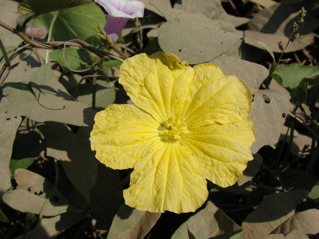 Sponge Gourd reference