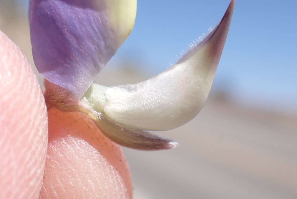 Silver Bush Lupine reference