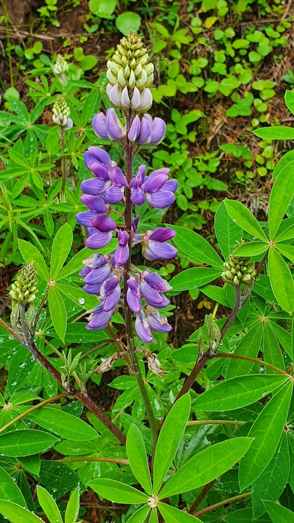 Broadleaf Lupine reference
