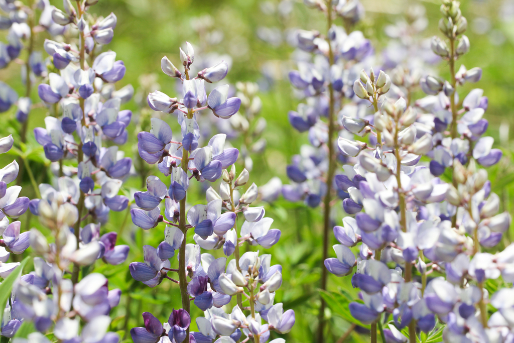 Sundial Lupine reference