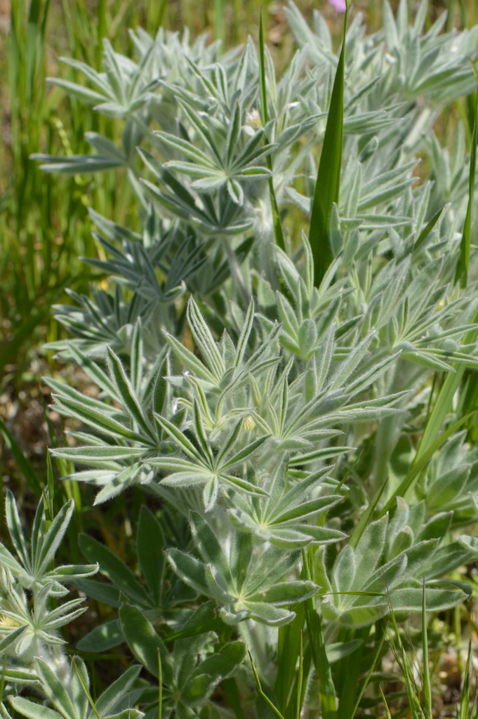 Silky Lupine reference