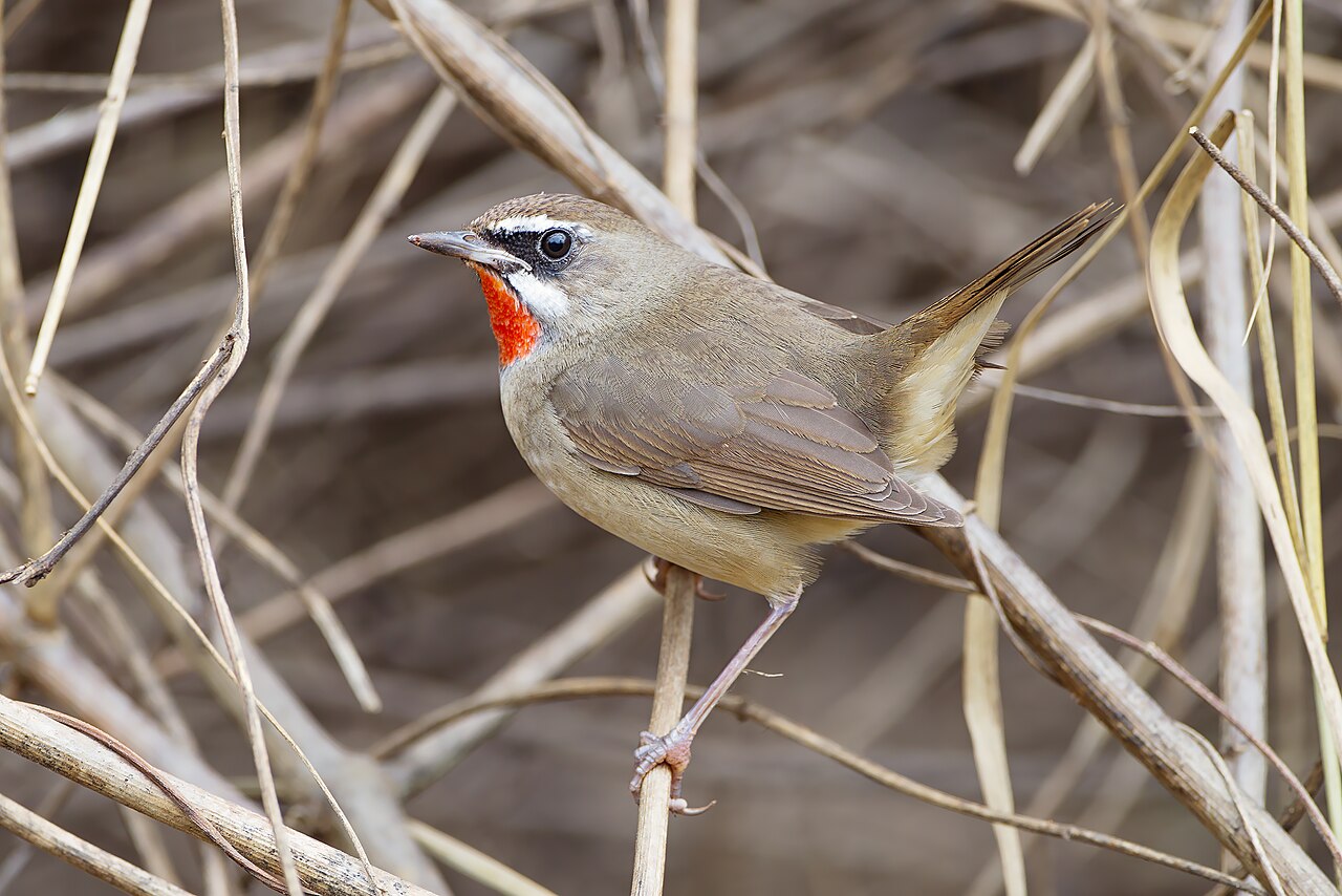 Siberian Rubythroat reference
