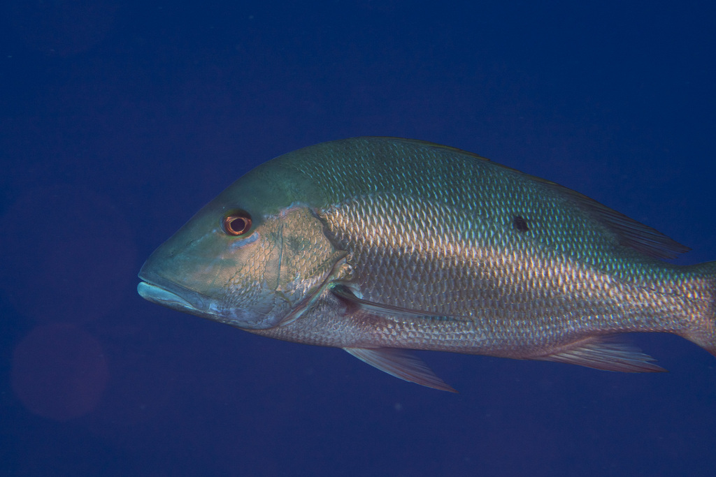 Mutton Snapper reference