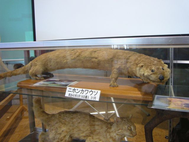 Japanese Otter reference