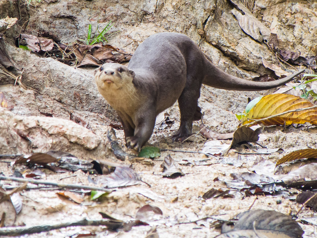 Smooth-coated Otter reference