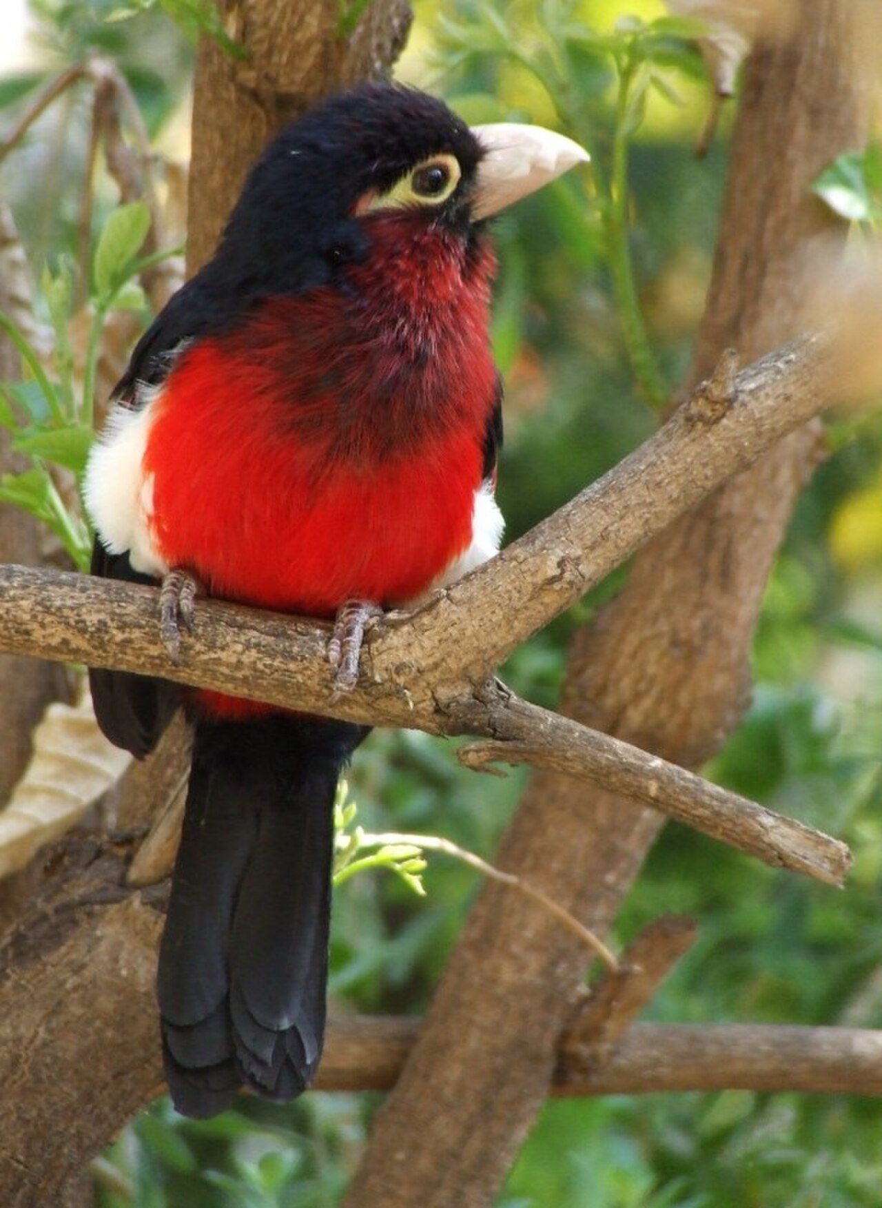 Lybius bidentatus reference