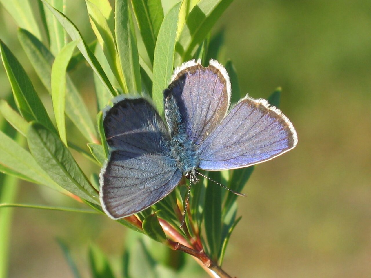 Northern Blue Butterfly reference