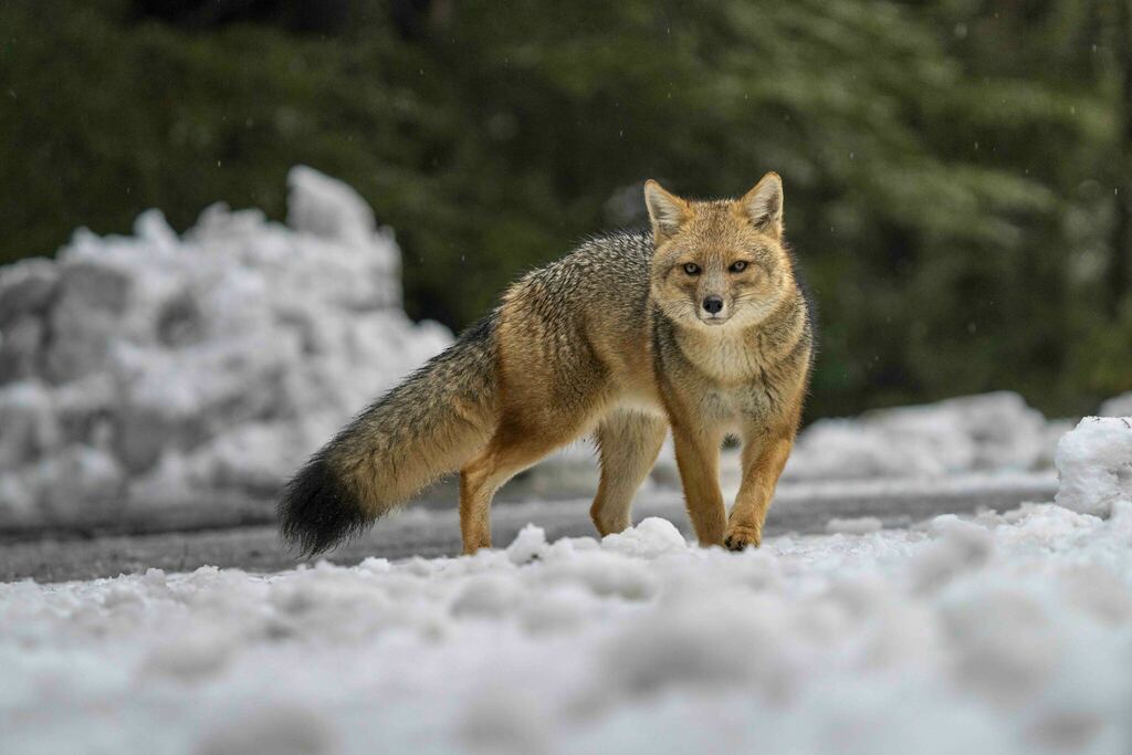 Culpeo Fox reference