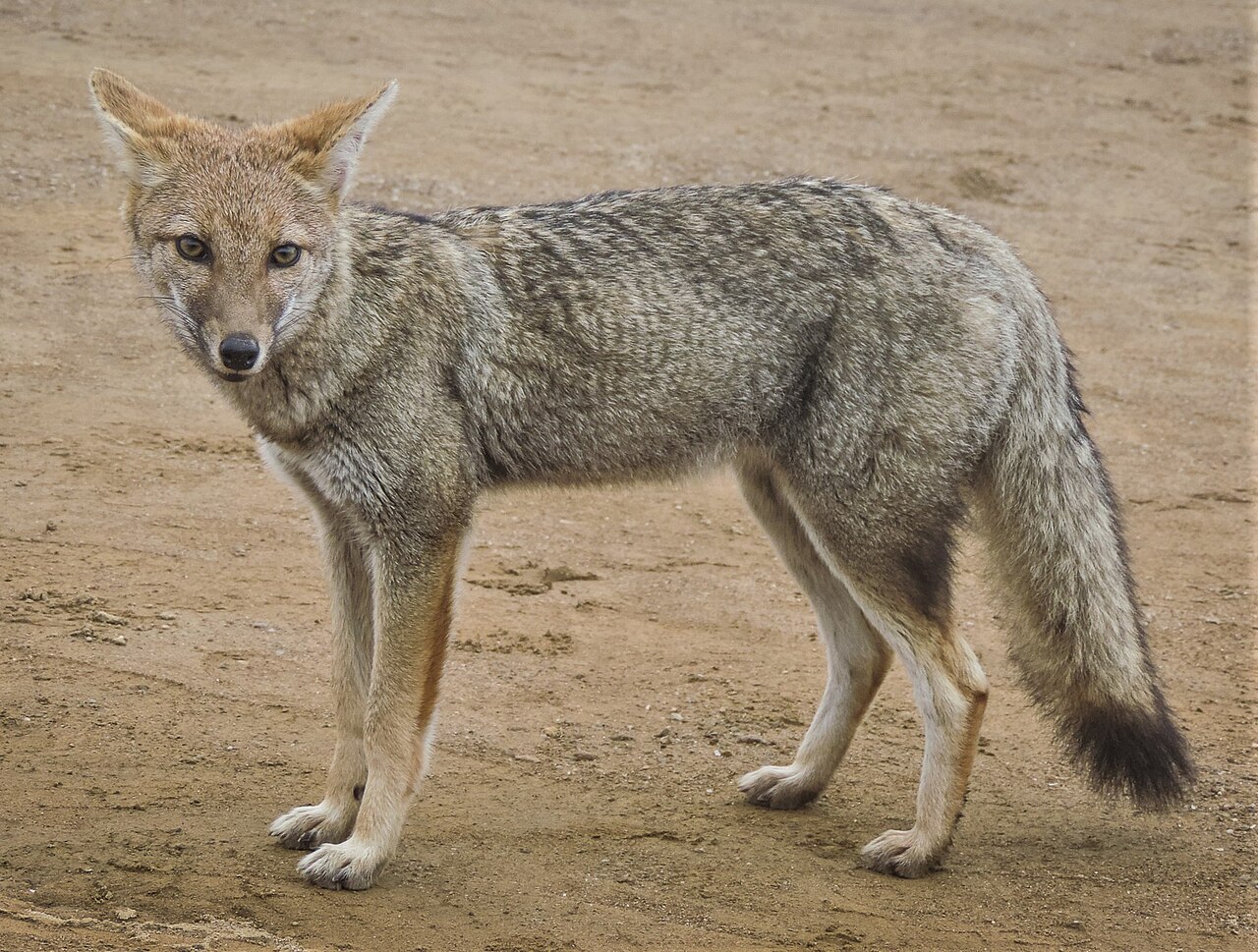 Pampas Fox reference