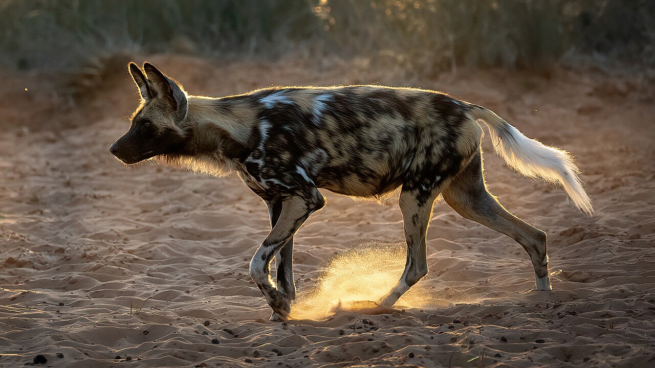 African Wild Dog reference