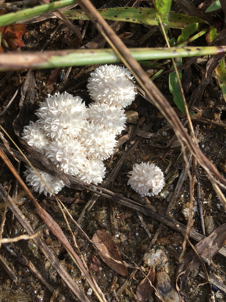 Curtis's Puffball reference