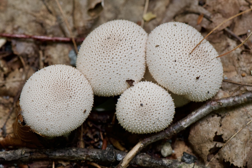 Common Puffball reference