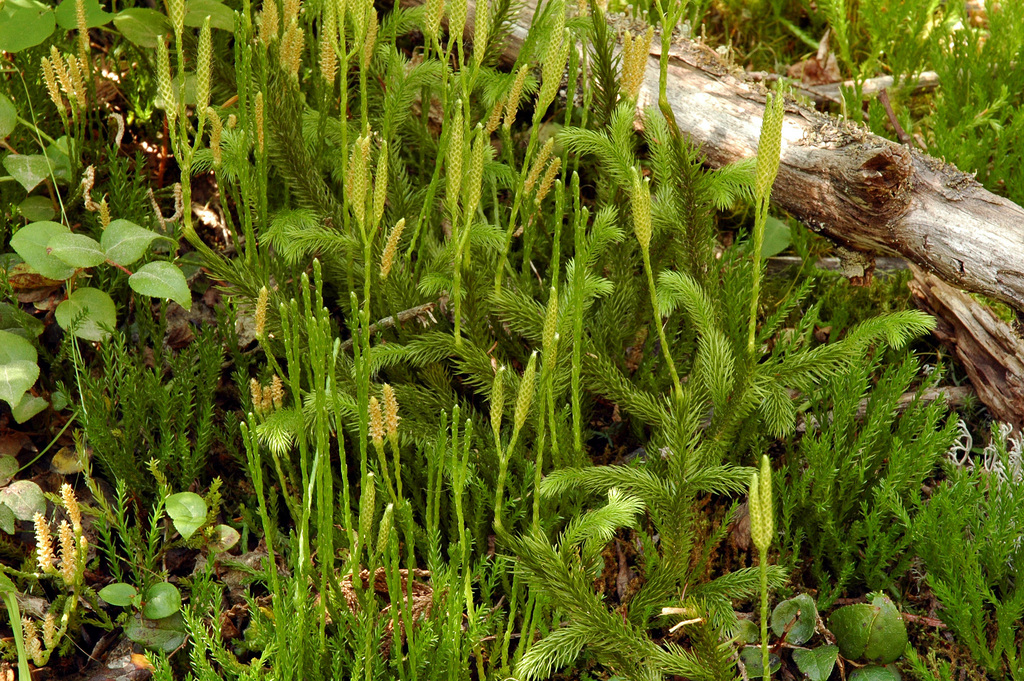 Stag's-horn Clubmoss reference