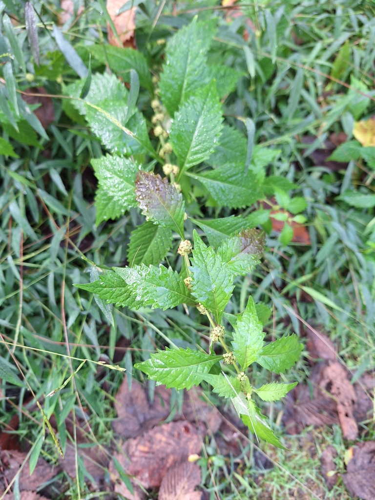 sweet bugleweed reference