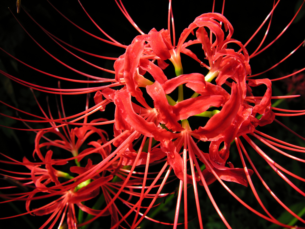 Red Spider Lily reference
