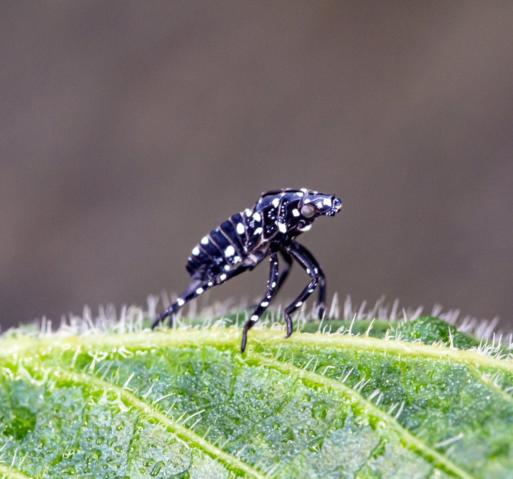 Spotted Lanternfly reference