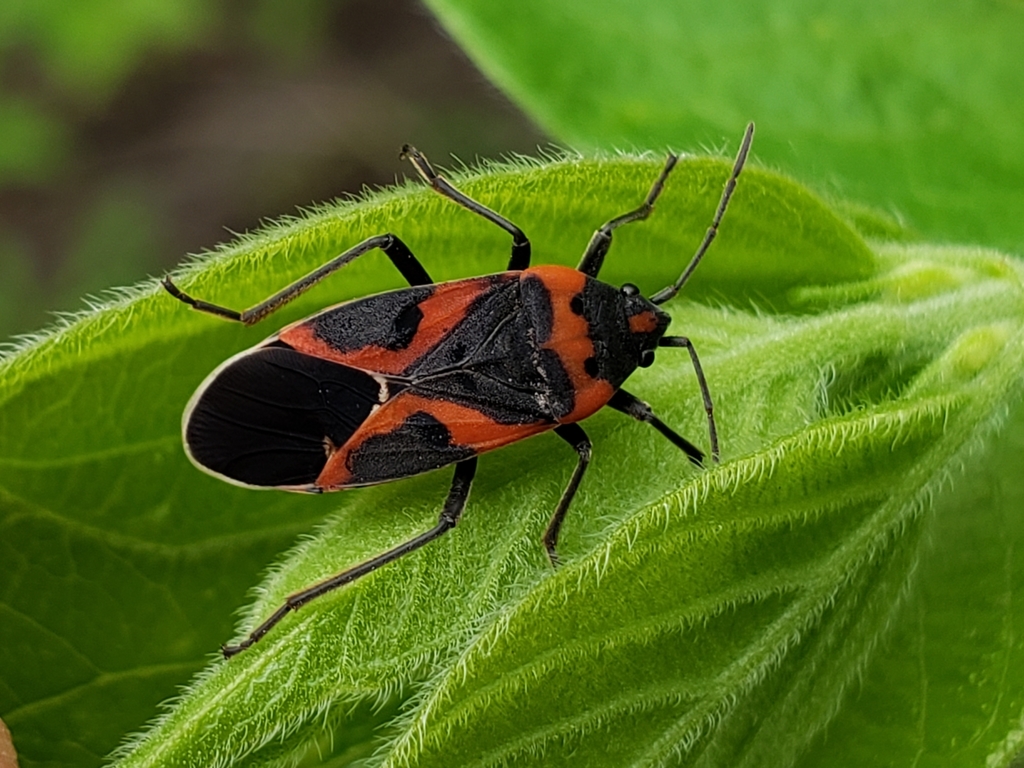 Small Milkweed Bug reference